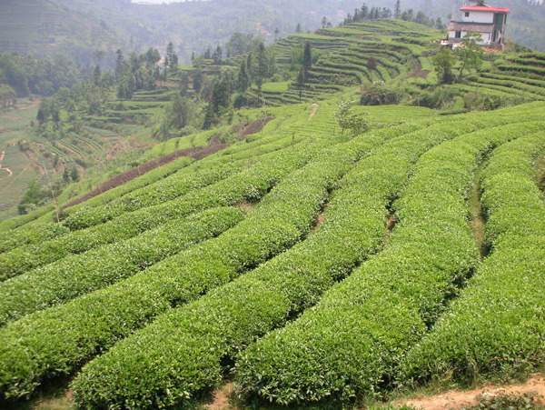 有机茶生产基地图片