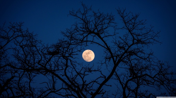 树梢月夜摄影图