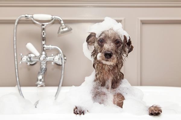 洗浴的小狗
