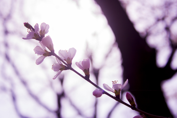 春季花朵图片