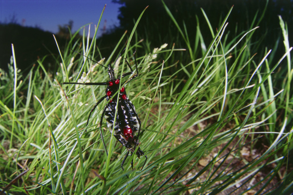 草上的昆虫摄影图片