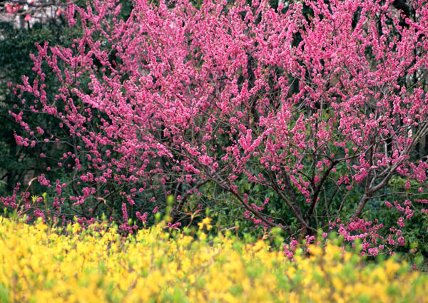 桃花