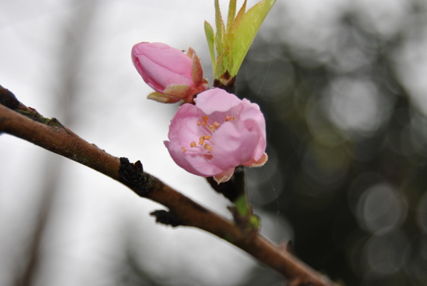春天桃花花蕾图片