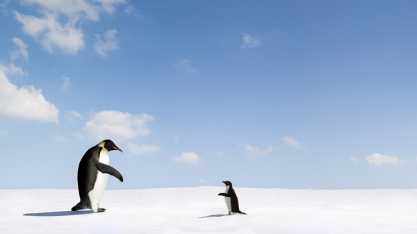 雪地里的企鹅图片