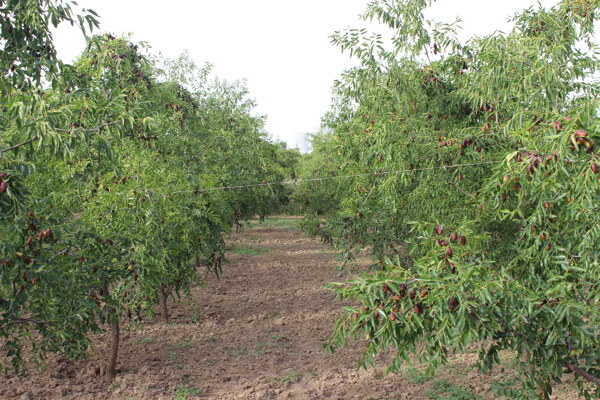 果园果树农庄图片