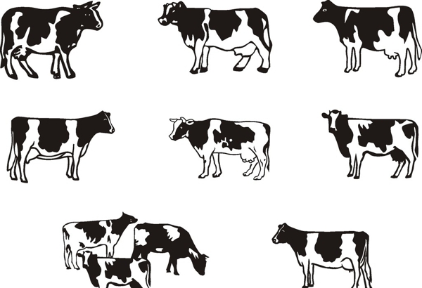 牛奶牛矢量图图片