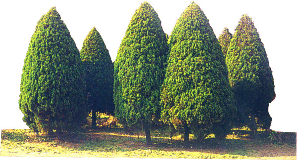 松柏104植物素材