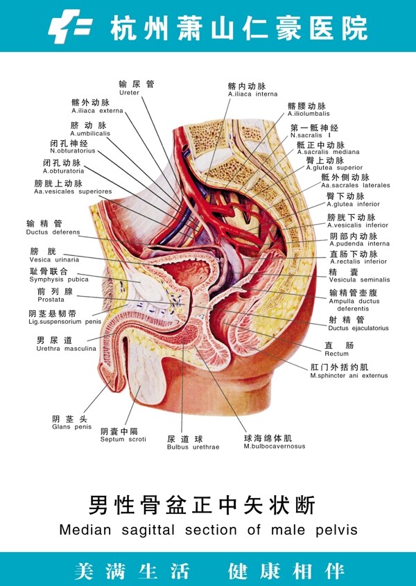 男性骨盆正中矢状断图片