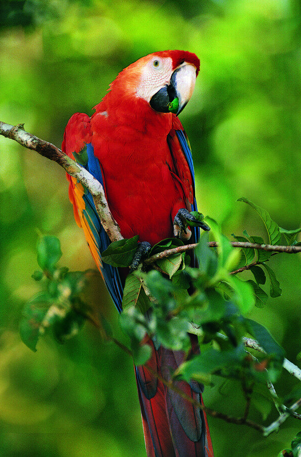 红蓝金刚鹦鹉高清摄影图片