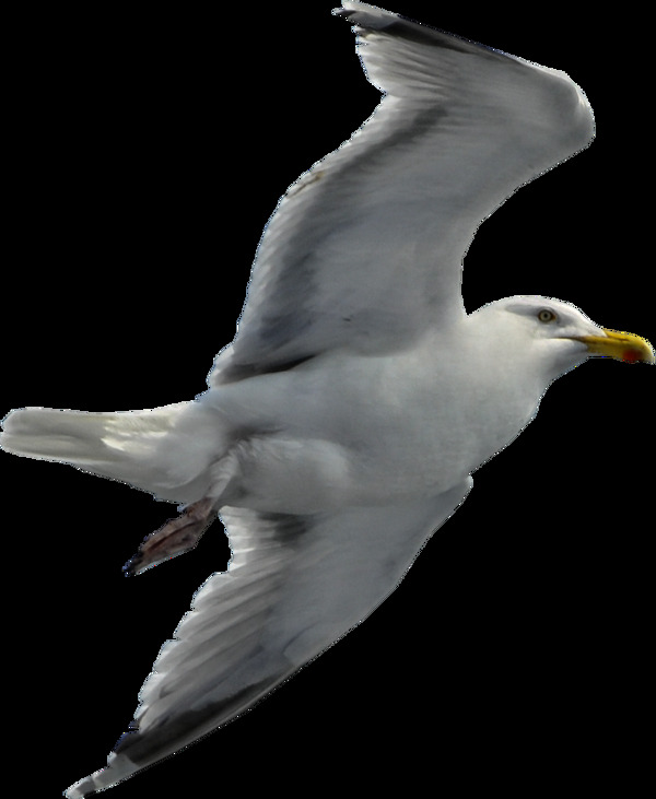 真正飞行的海鸥免抠png透明图层素材