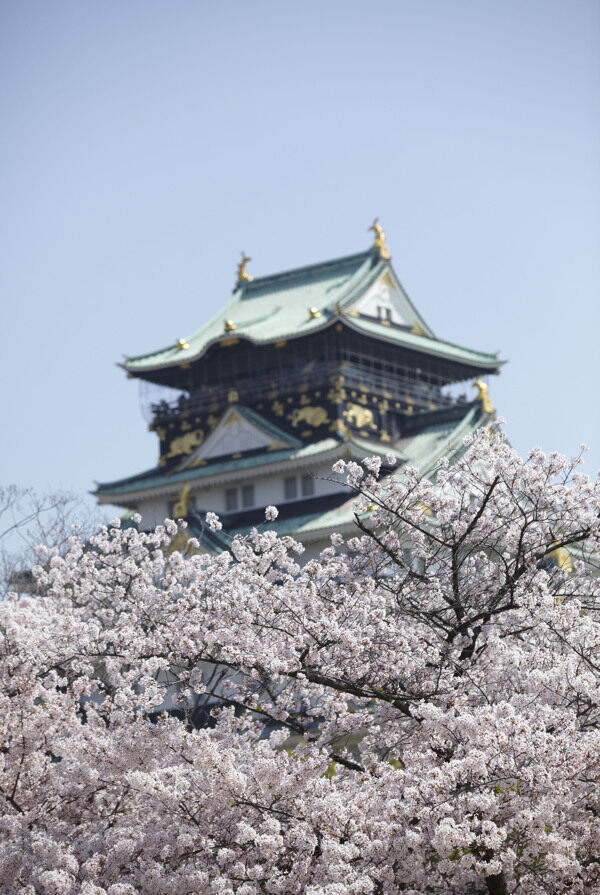 日本古建筑和樱花图片