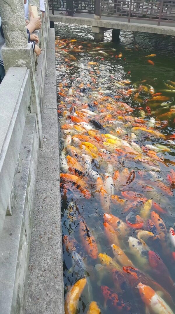 锦鲤鱼水湖