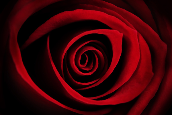 绽放的红玫瑰