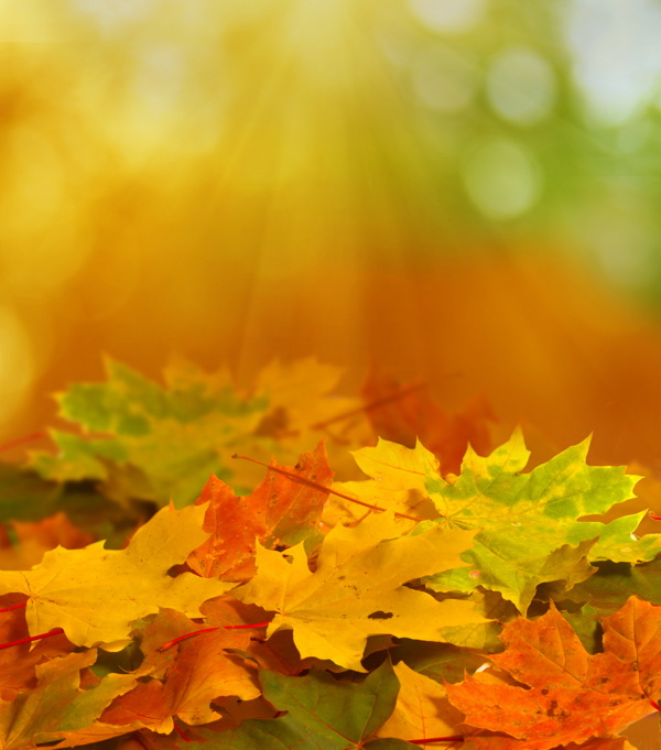 秋天树叶素材图片