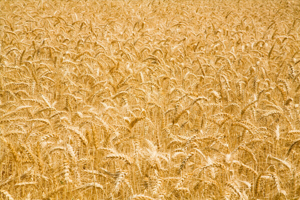 小麦自然图片