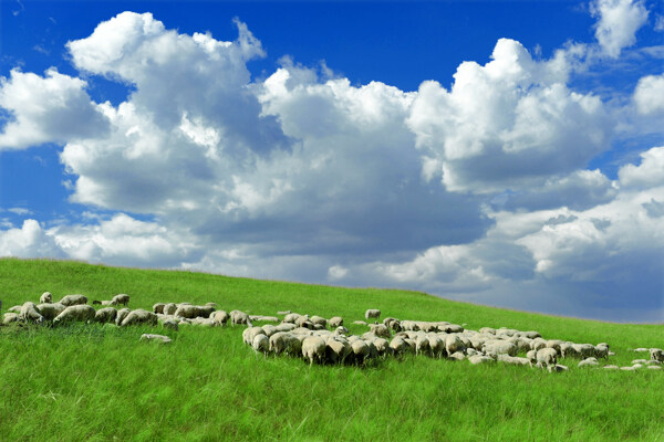 风吹草地现牛羊图片