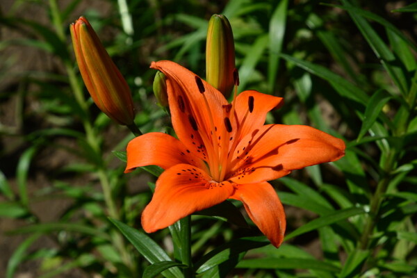 百合花