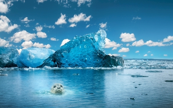 蓝天白云冰川海豹大海合成