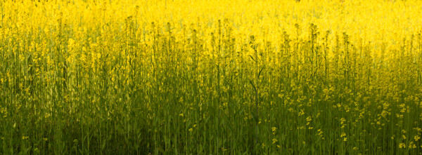 黄色花朵油菜花背景