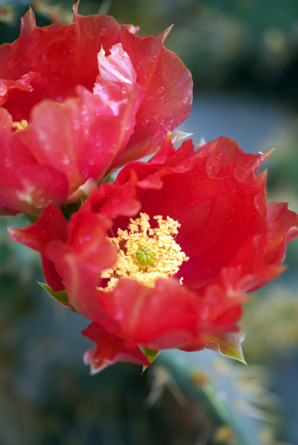 仙人掌的红花图片