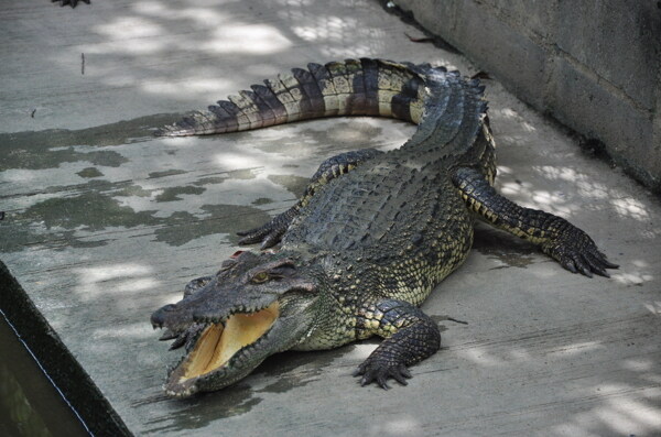泰国鳄鱼图片