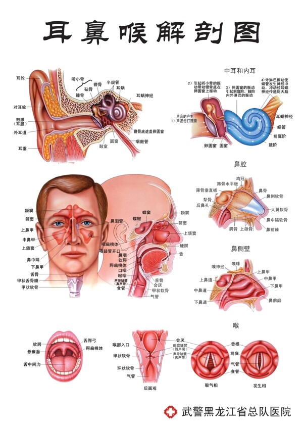 耳鼻喉解剖结构图片