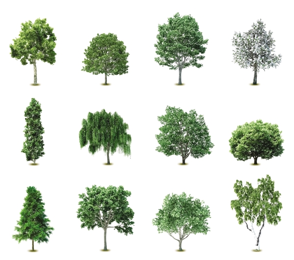 园林树木绿树矢量图片