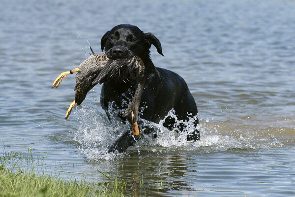 在水里扑食的狗图片
