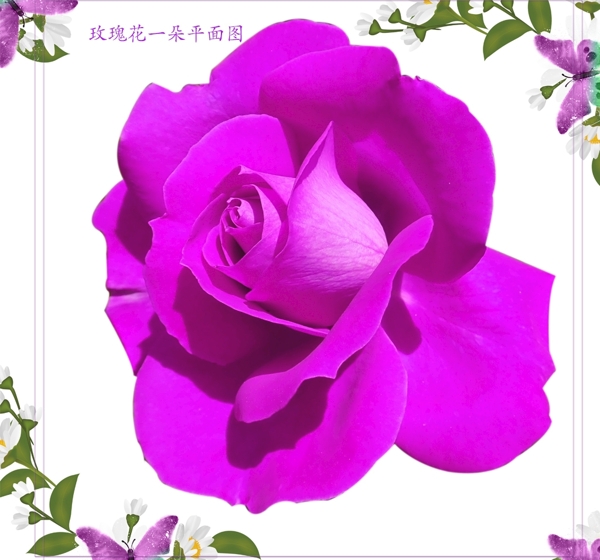 一朵紫玫瑰花朵图片素材
