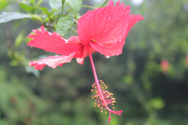 雨后木芙蓉花卉