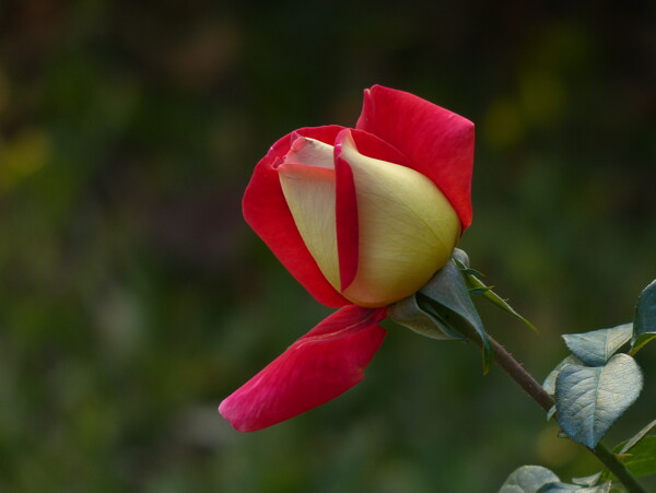 浪漫一支玫瑰花图片
