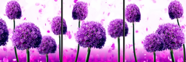 紫紫焉然图片