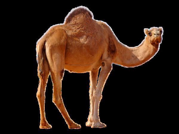 褐色毛发骆驼图片免抠png透明图层素材