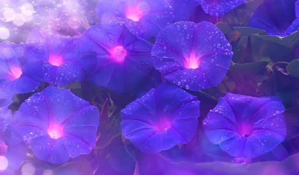 紫色牵牛花花朵植物背景图片