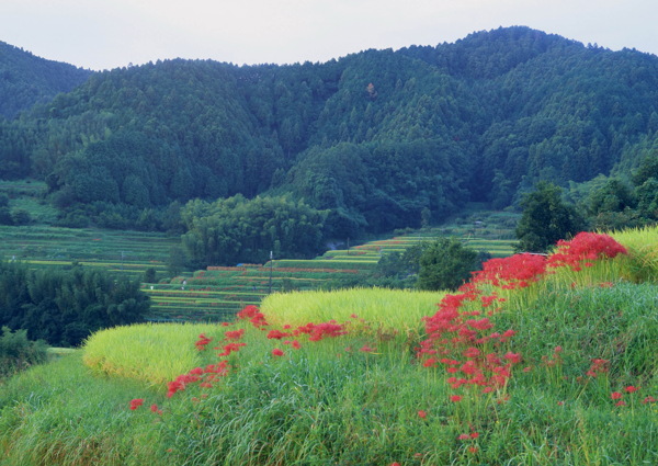 田园风光