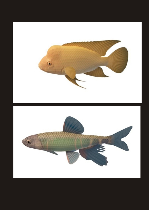 金斑马鱼3d模型