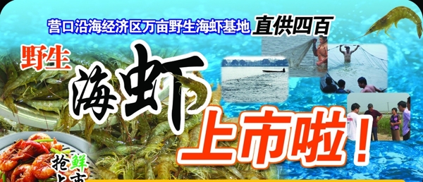 海虾图片