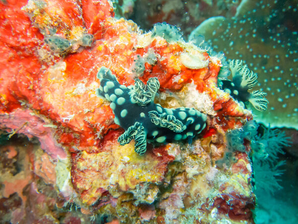 海底珊瑚与不明生物图片
