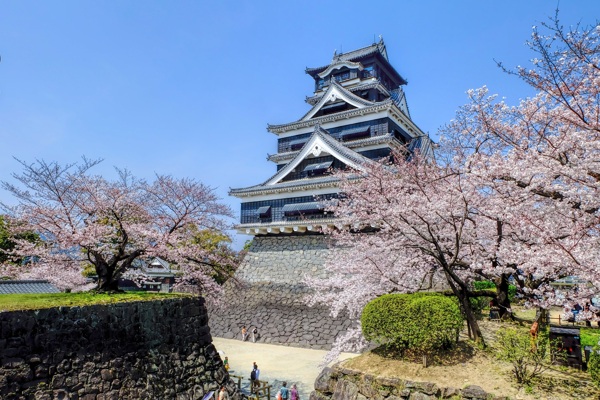 日本樱花素材