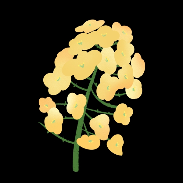盛开的油菜花插图