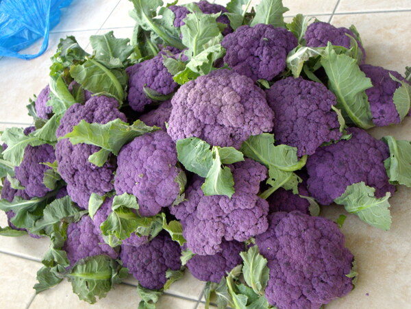 紫花菜图片