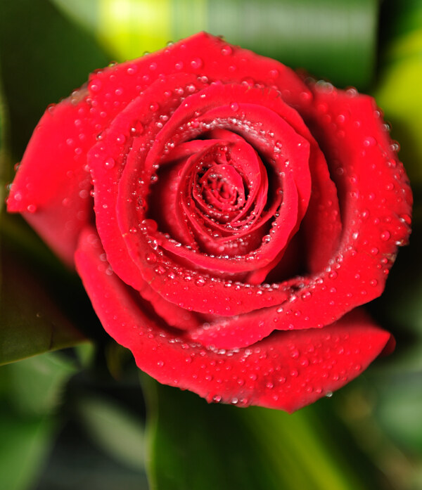英国大红玫瑰图片