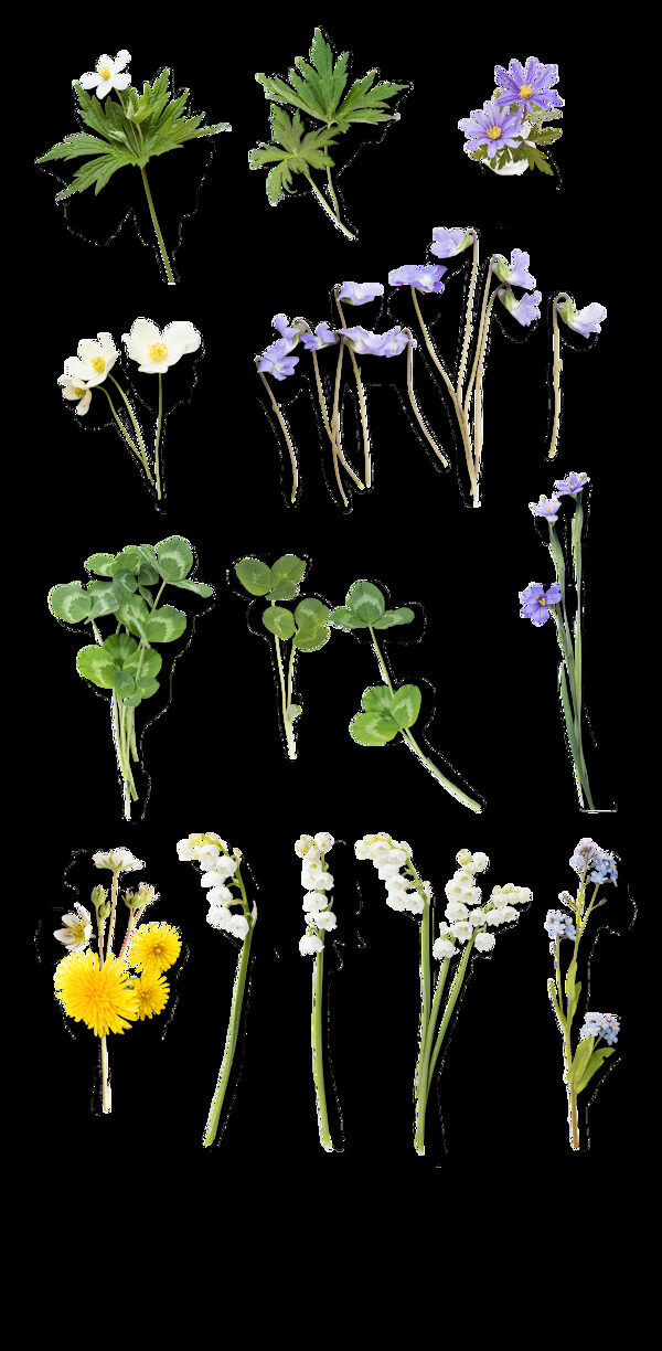 手绘彩色花卉透明装饰素材