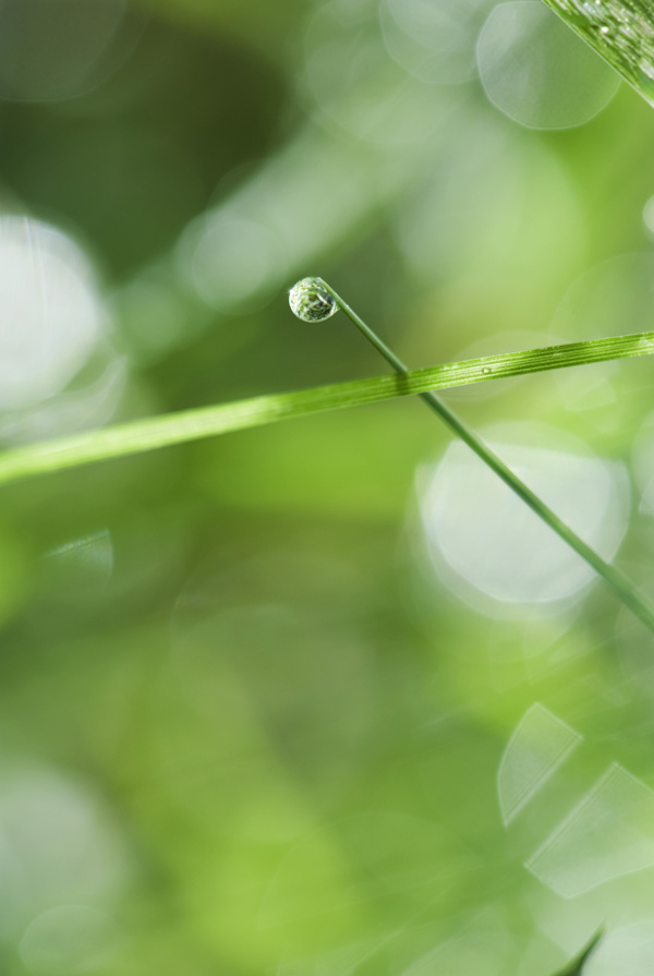 绿草上的水滴图片