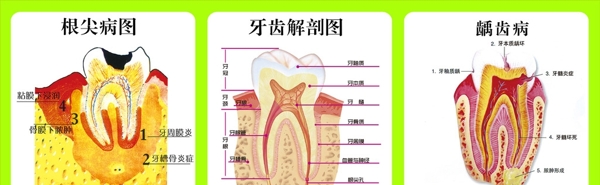 口腔解剖图