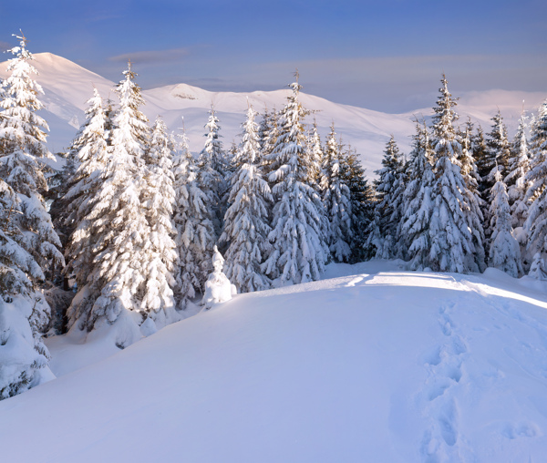 冬季雪地与树林风景图片
