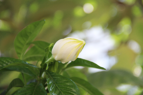 栀子花