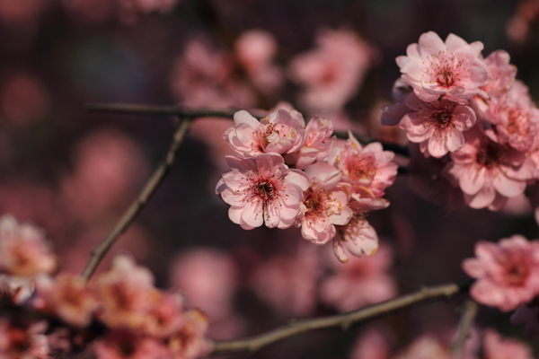 梅花图片