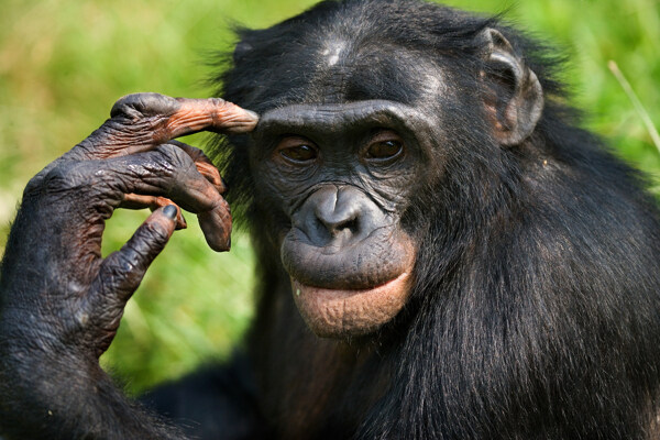 黑猩猩摄影图片