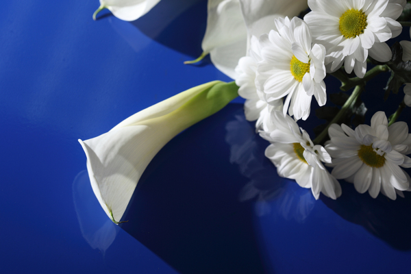 马蹄莲与白色菊花